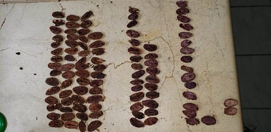 Cacao en Grano - Nacional fino de Aroma