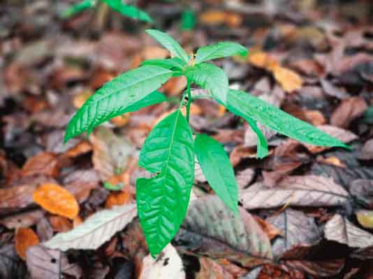 UNOCACE Noticias - FINCA: Forestería Integral con Cacao