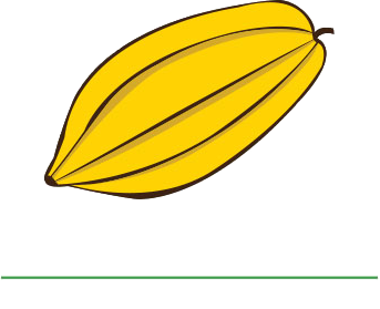 Unocace – Union de Organizaciones Campesinas Cacaoteras